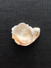 Mollusca