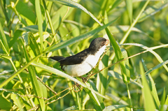 Sporophila leucoptera