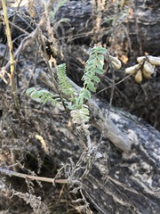 Astragalus nuttallii nuttallii
