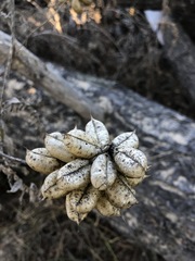 Astragalus nuttallii nuttallii