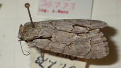 Acronicta psi