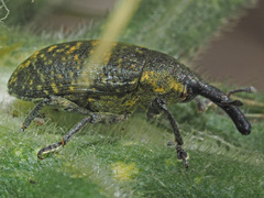 Larinus sturnus