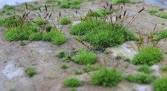 Tortula muralis
