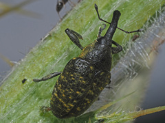Larinus sturnus