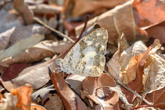 Pinacopteryx mabillei