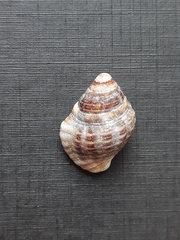 Gemophos auritulus