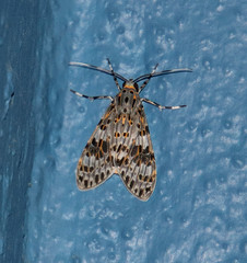 Eucereon myrina