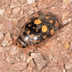 Thermonectus marmoratus
