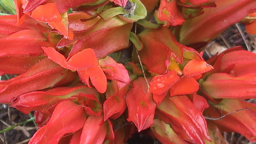Image of Harveya bolusii by no rights reserved