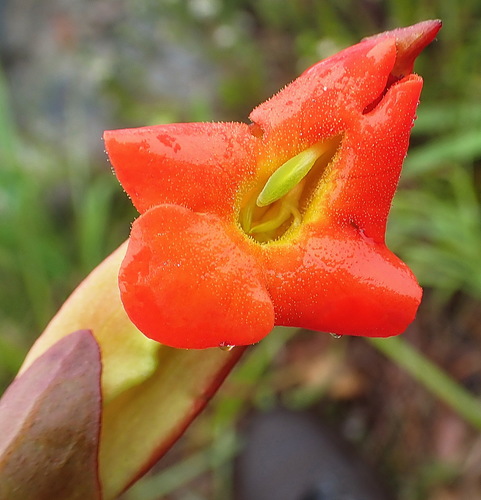 Image of Harveya bolusii by no rights reserved
