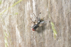 Seioptera vibrans