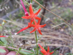 Ipomopsis aggregata aggregata