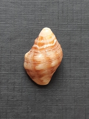 Gemophos auritulus