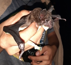 Phyllostomus hastatus