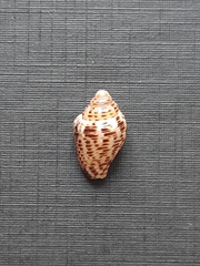 Columbella mercatoria