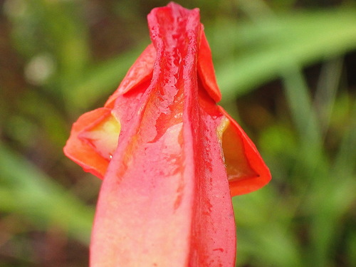 Image of Harveya bolusii by no rights reserved