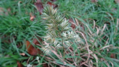 Dactylis glomerata