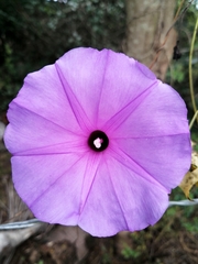 Ipomoea crinicalyx