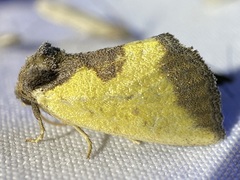 Stiria satana