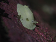 Cadlina laevis