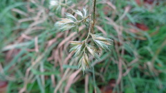 Dactylis glomerata
