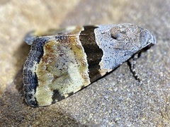 Cobubatha lixiva