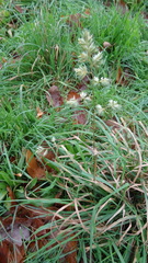 Dactylis glomerata
