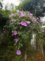 Ipomoea crinicalyx