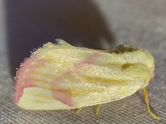 Thurberiphaga diffusa