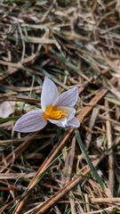Crocus tauricus