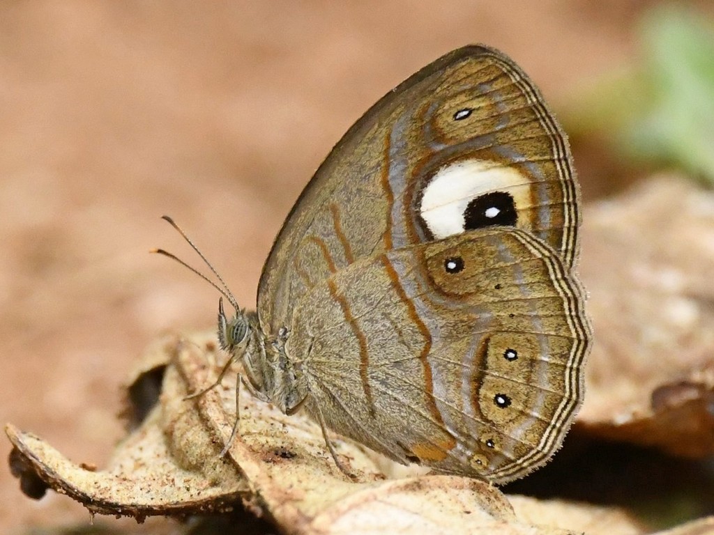 Malabar Glad-eye Bushbrown