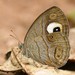 Malabar Glad-eye Bushbrown - Photo (c) Subhadra Devi, some rights reserved (CC BY), uploaded by Subhadra Devi