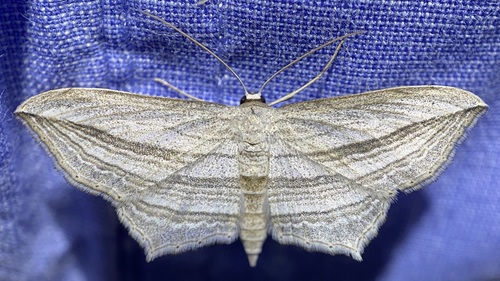 Arcobara multilineata photo 2