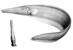 Tamandua Knifefish photo 1