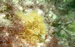 Bugulidae