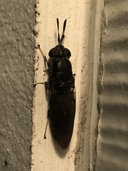 Hermetia sexmaculata