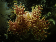 Dendronotus lacteus