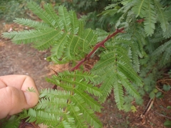 Mimosa tenuiflora