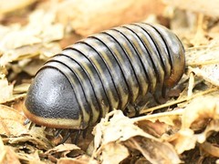 Arthrosphaera