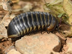 Arthrosphaera