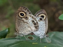 Ypthima ceylonica