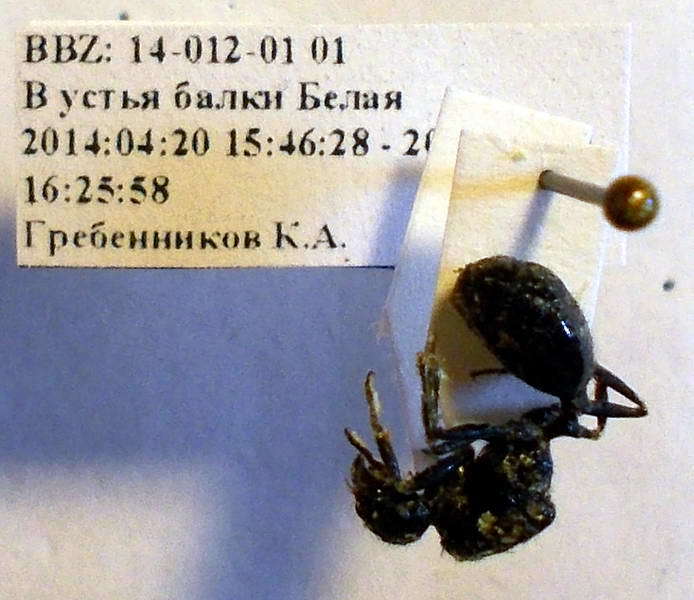 Messor kasakorum