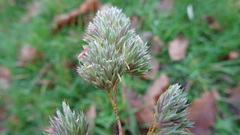 Dactylis glomerata