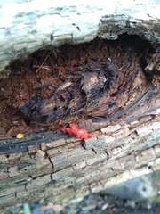 Fungi