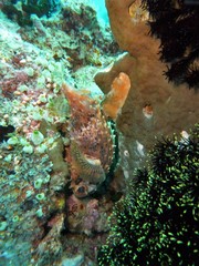 Cyclichthys orbicularis