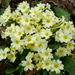 Primrose - Photo (c) James Gaither, some rights reserved (CC BY-NC-ND)