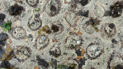 Scutellastra cochlear