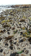 Scutellastra cochlear