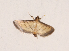 Cnaphalocrocis patnalis
