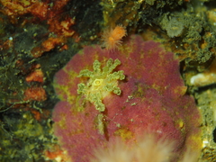 Doris pseudoargus